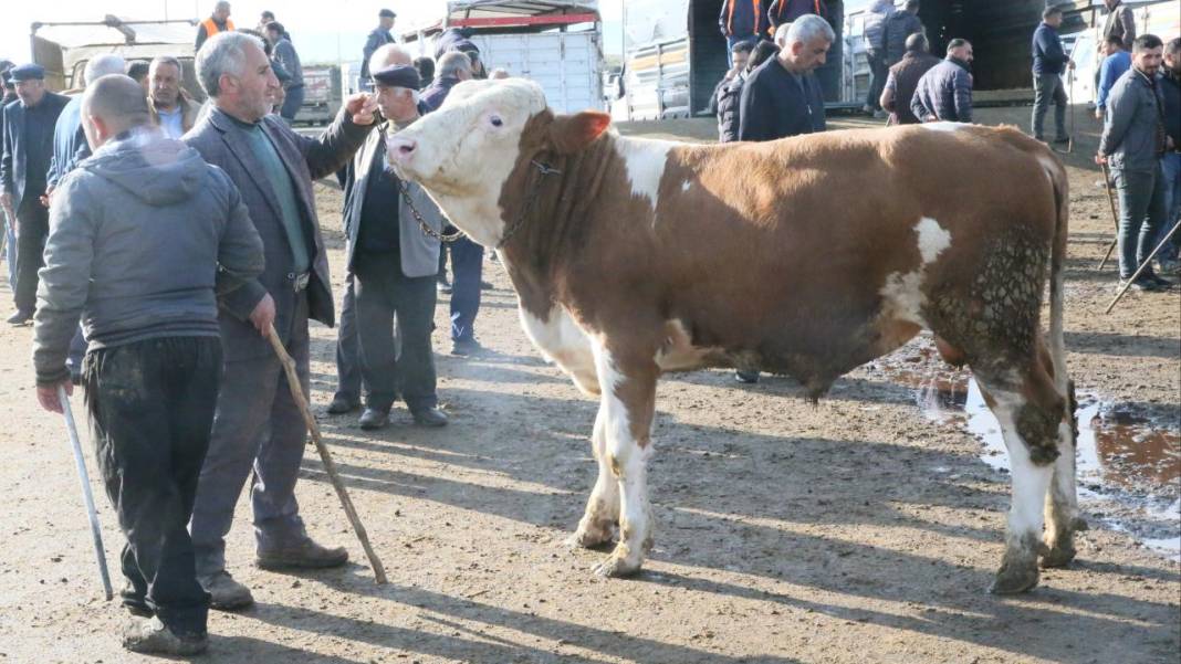 Kurban Bayramı’na 90 gün kala Konya’da kurbanlıklar satışta! İşte kurbanlık fiyatları… 6